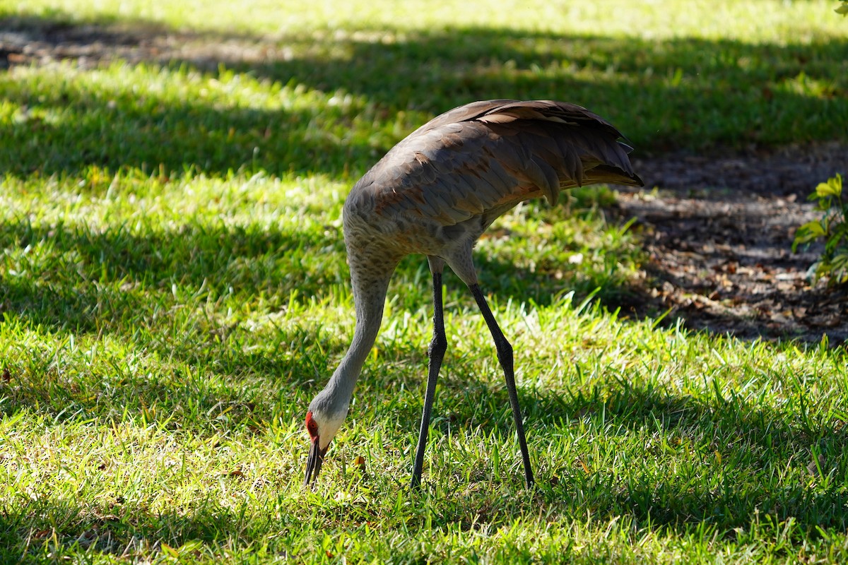 jeřáb kanadský - ML646512241