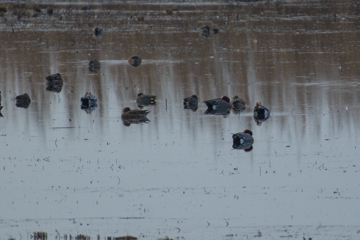 Eurasian Wigeon - ML646512243