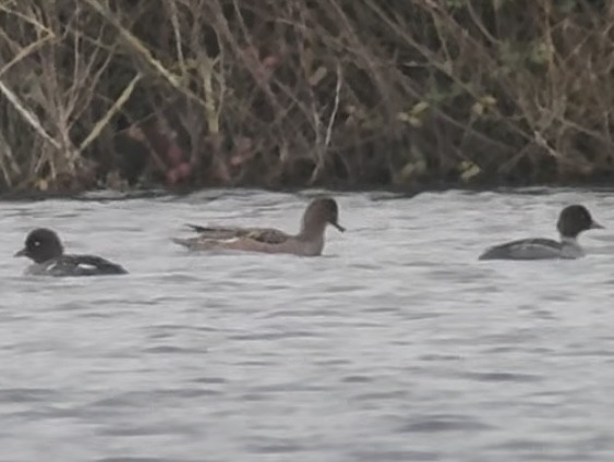 Altıngöz - ML646512244