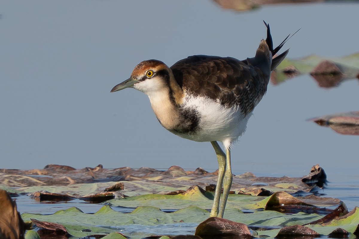 Фазанохвостая якана - ML646512245