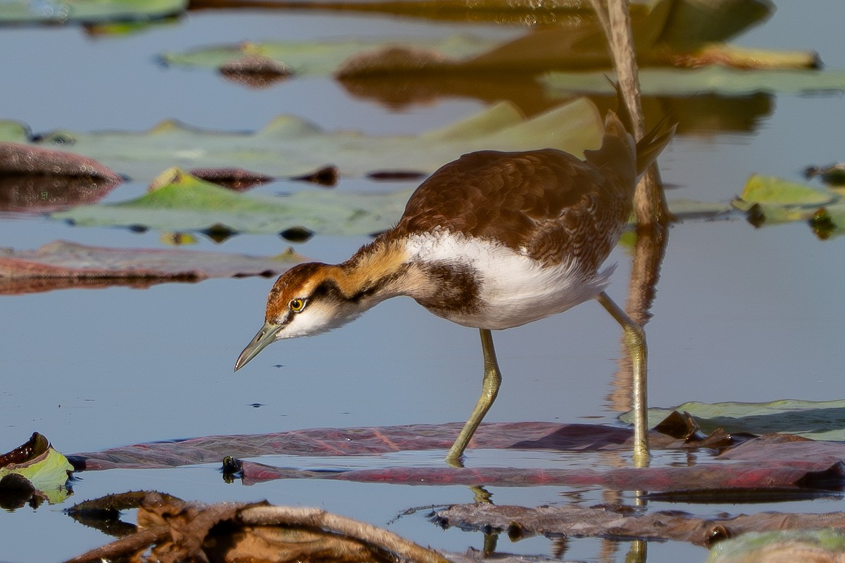 Фазанохвостая якана - ML646512246