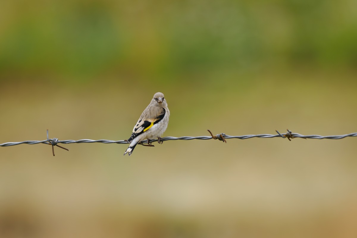 Jilguero Oriental - ML646512248