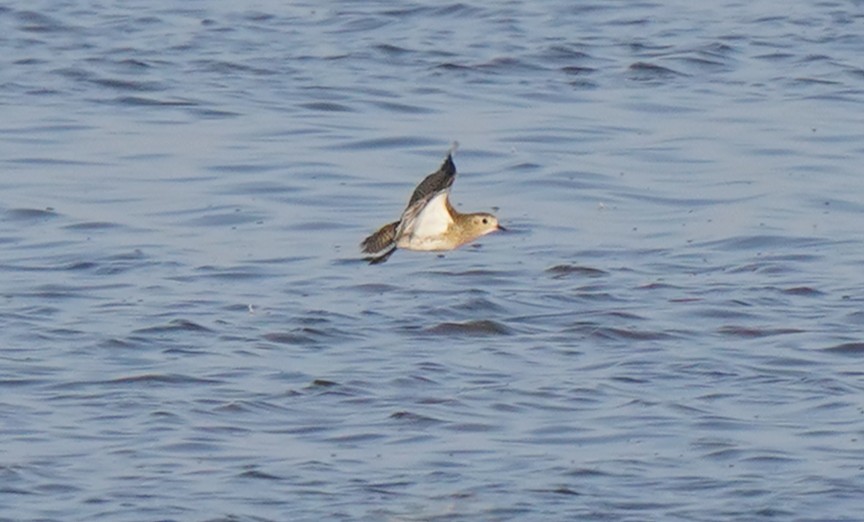 חופזי זהוב - ML646512249