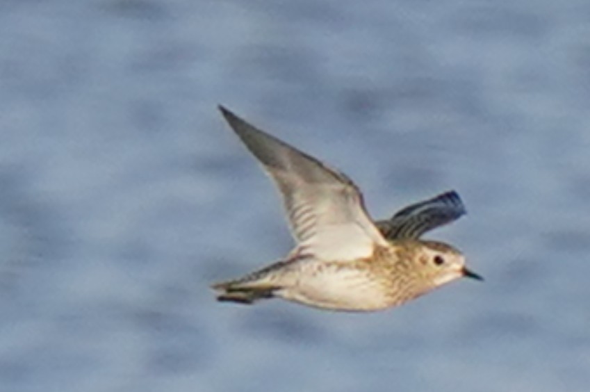 חופזי זהוב - ML646512250