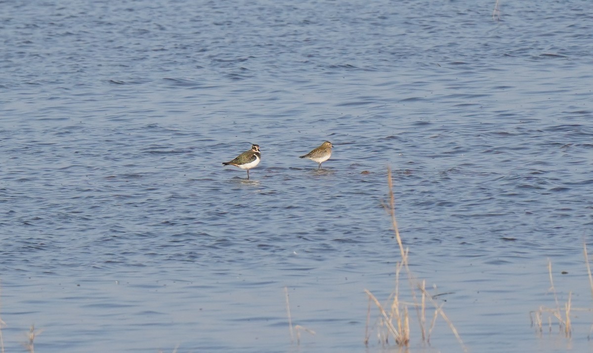 חופזי זהוב - ML646512251