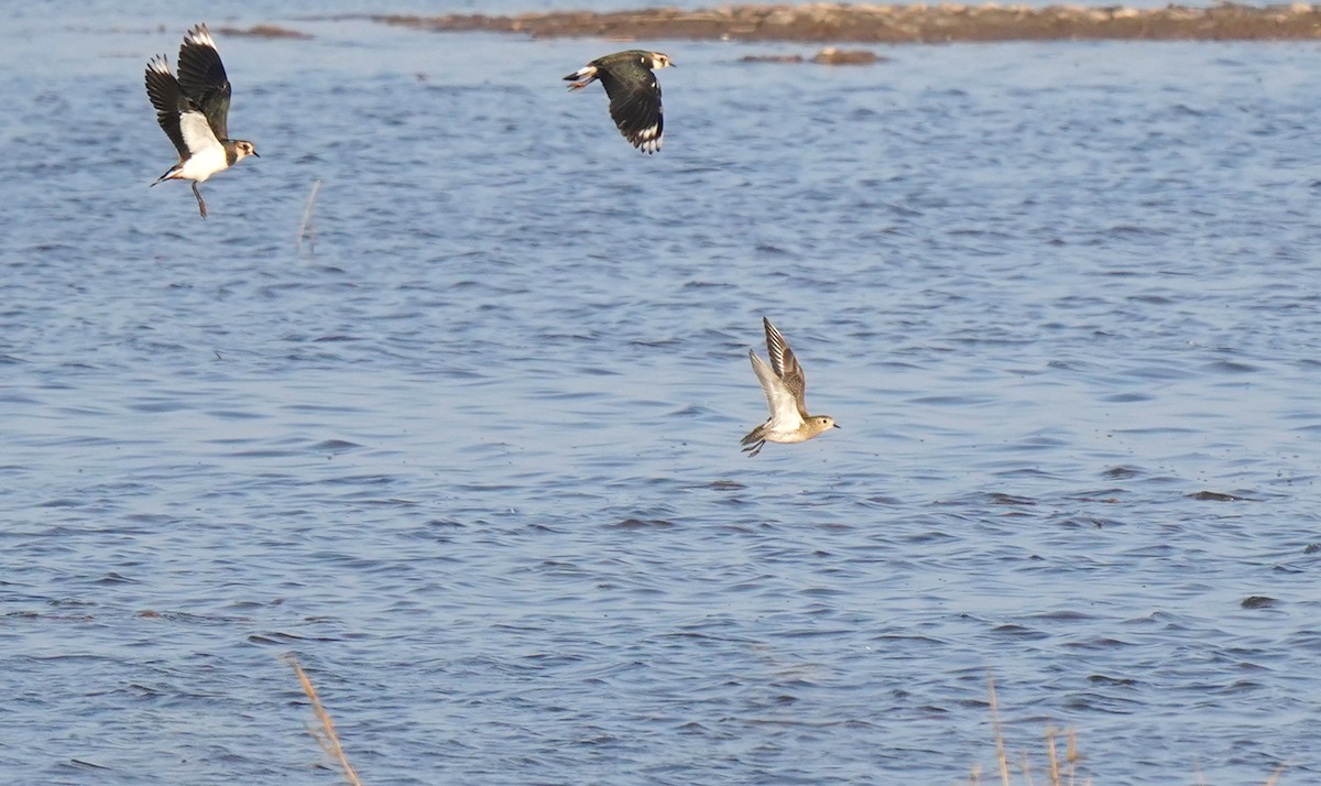 חופזי זהוב - ML646512252