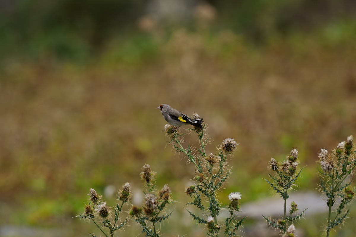 Jilguero Oriental - ML646512253