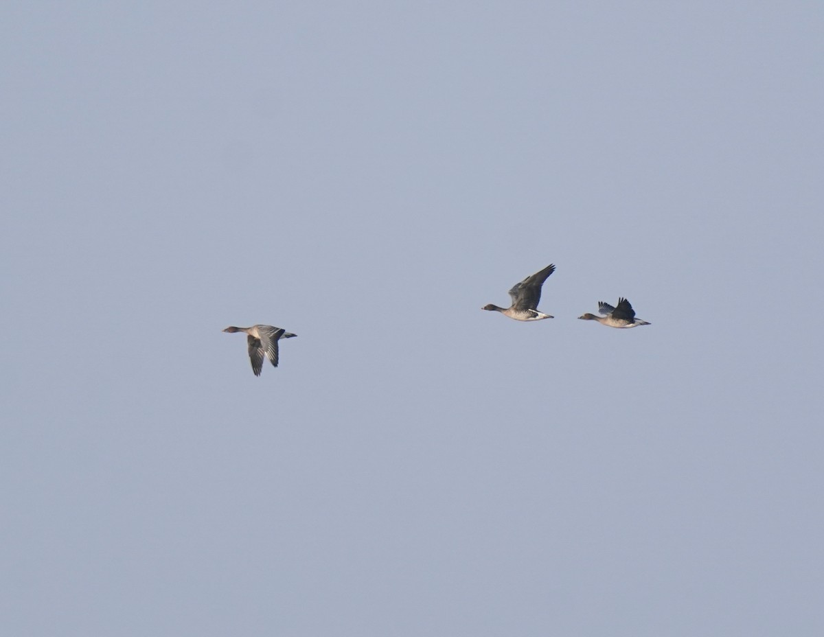 凍原豆雁 - ML646512257