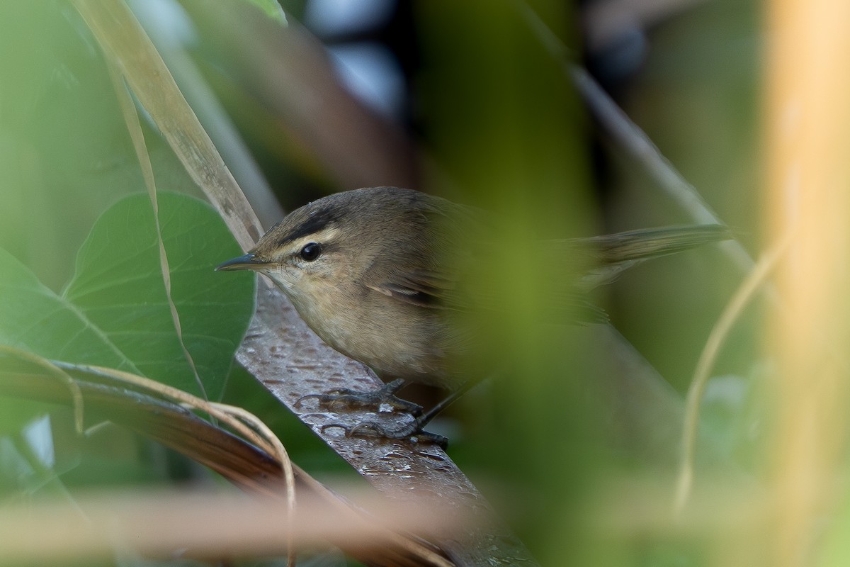 Carricerín Cejinegro - ML646512259