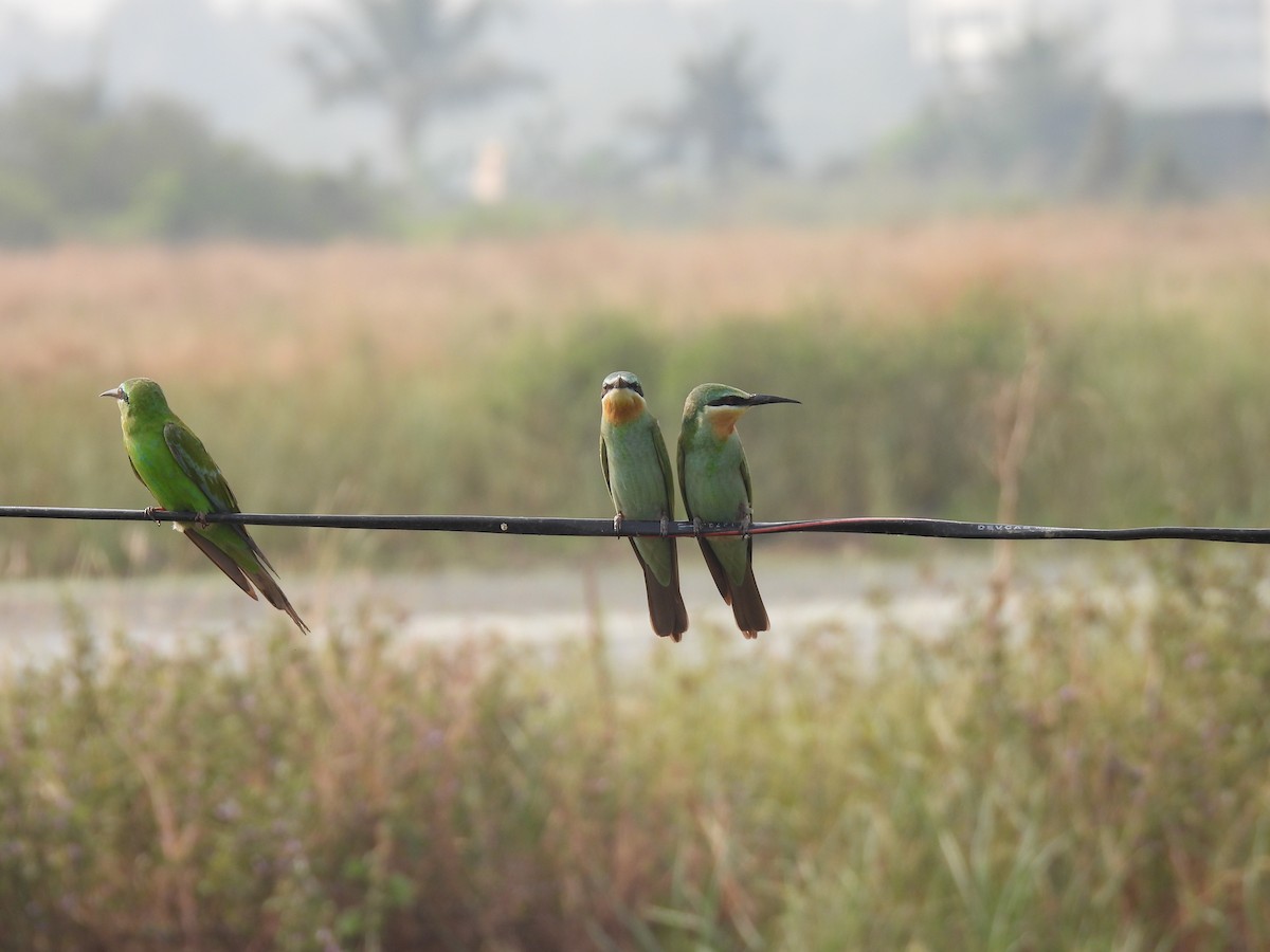 Blauwangenspint - ML646512261