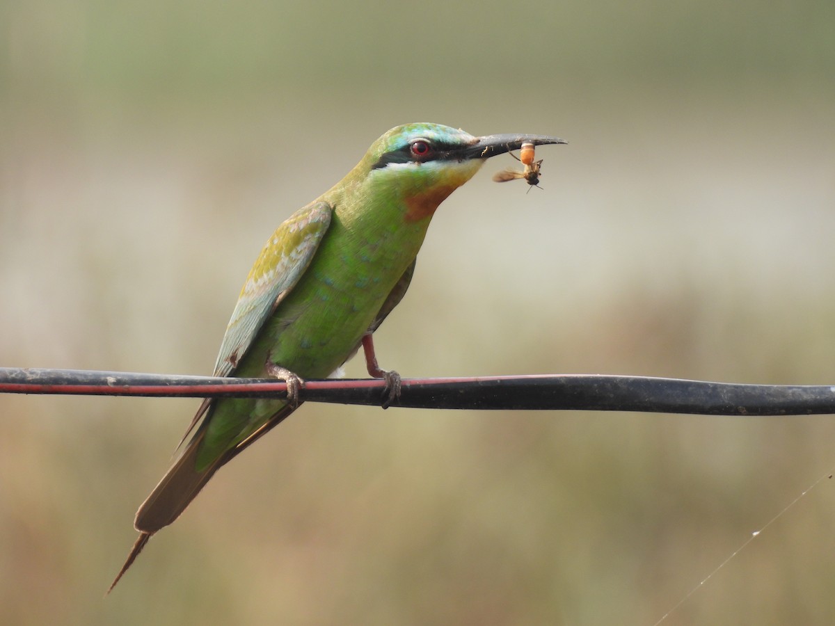 Blauwangenspint - ML646512262