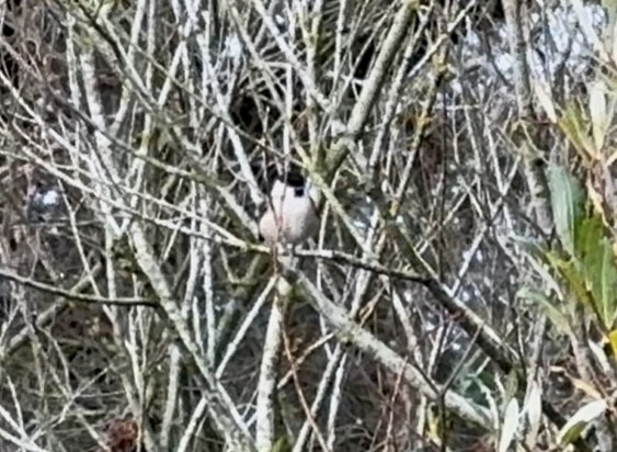 Kayın Baştankarası - ML646512263