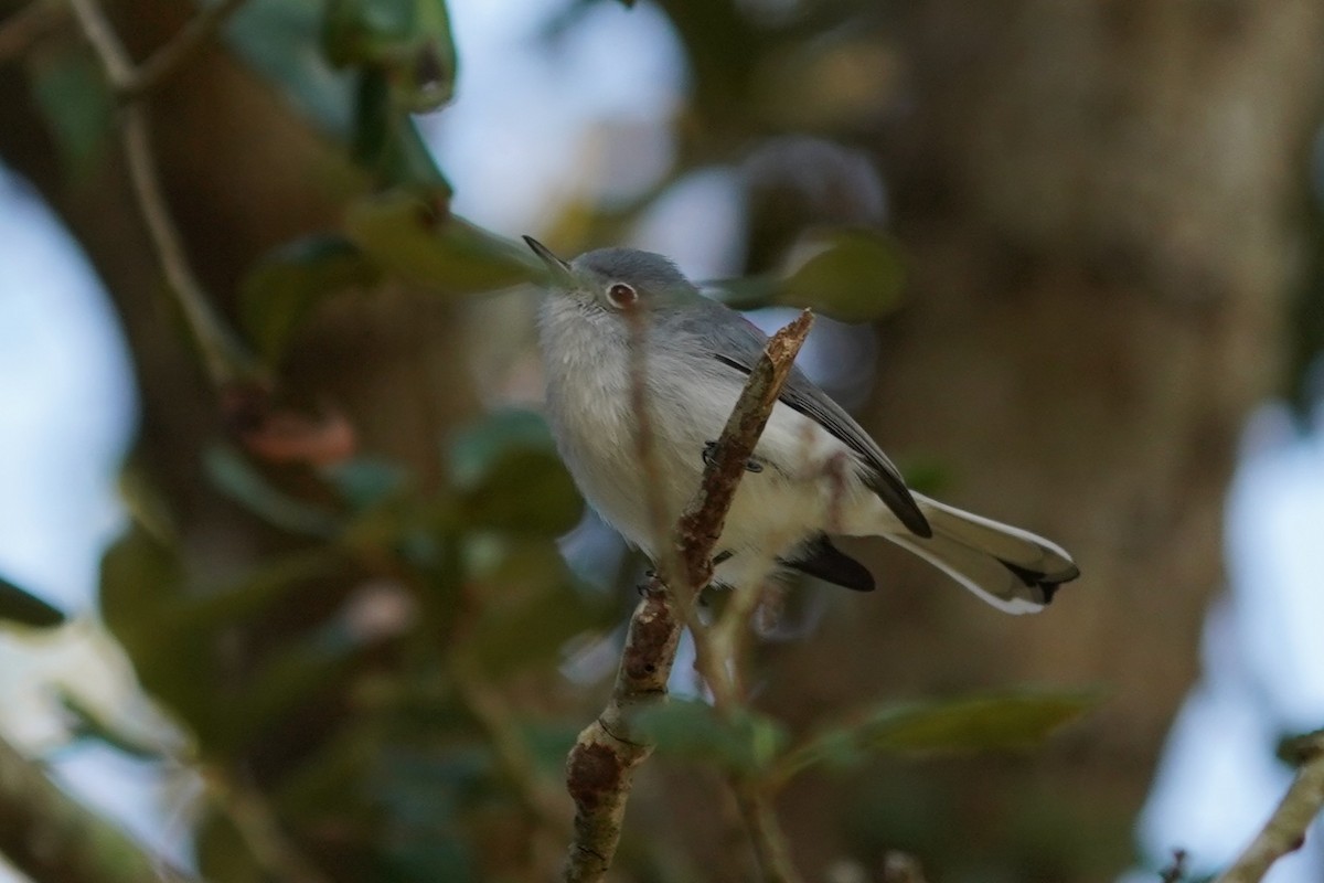 leskot modrošedý - ML646512264