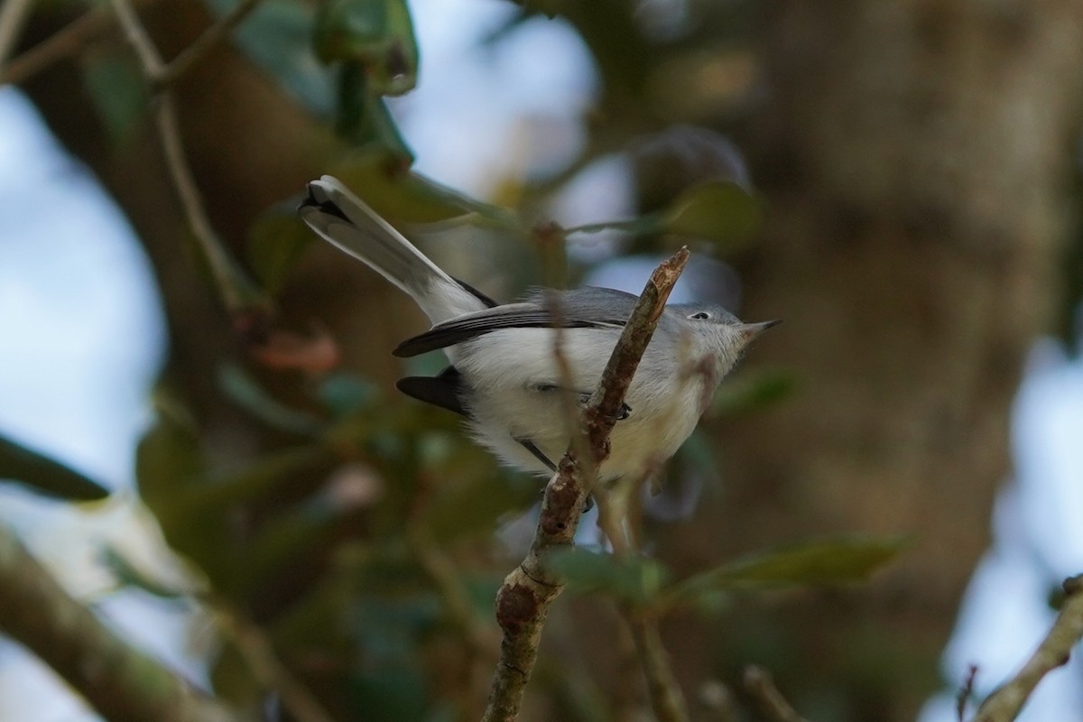 leskot modrošedý - ML646512265