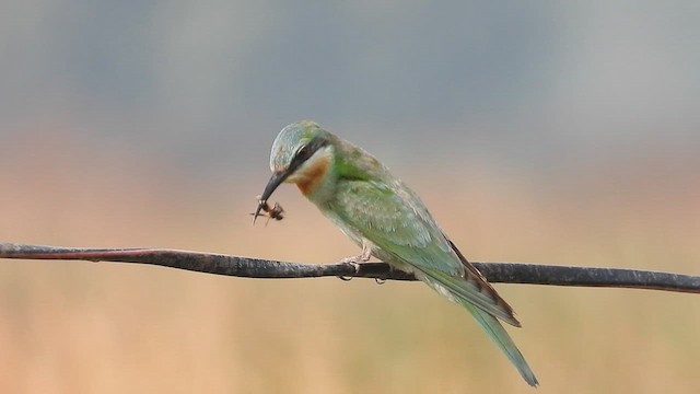 Abejaruco Persa - ML646512266