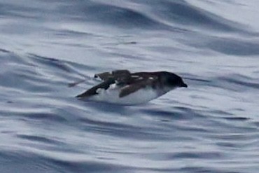 Common Diving-Petrel - ML646512270