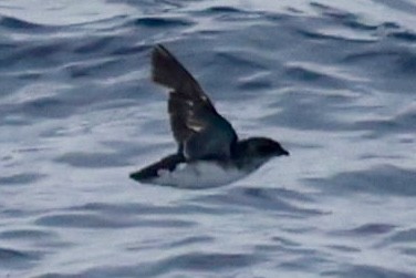 Common Diving-Petrel - ML646512271