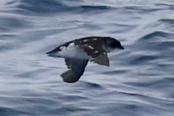 Common Diving-Petrel - ML646512272
