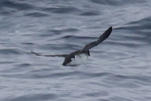 Common Diving-Petrel - ML646512273