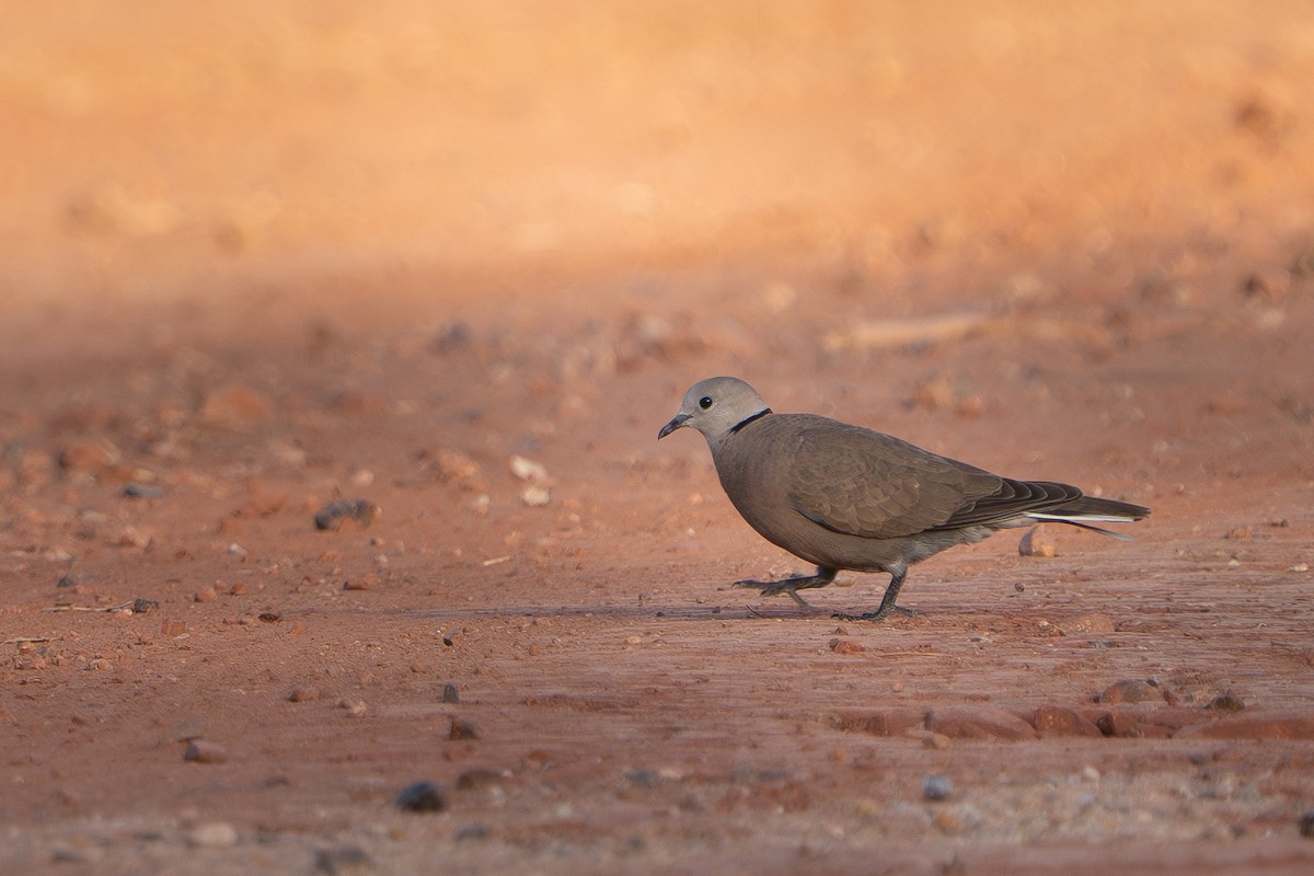 Tórtola Cabecigrís - ML646512274