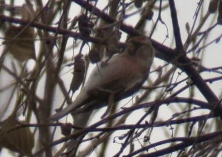 Huş İsketesi (cabaret) - ML646512277