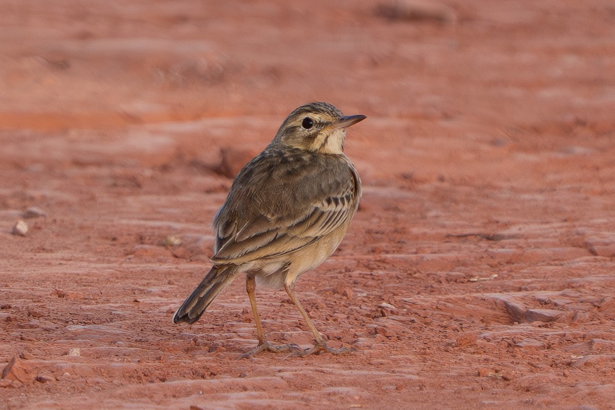 Bisbita Oriental - ML646512278