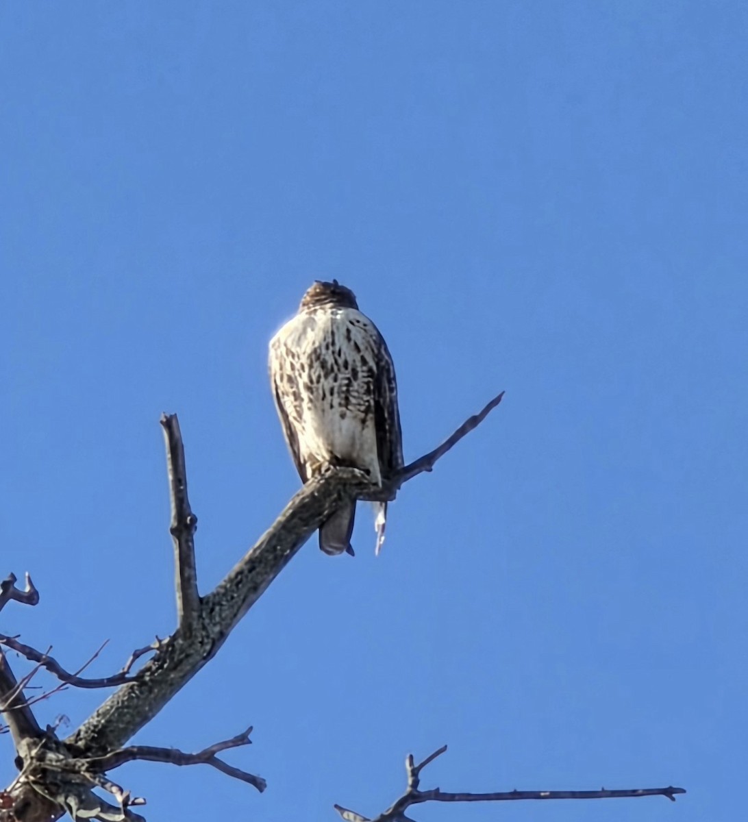 Poiana codarossa - ML646512279