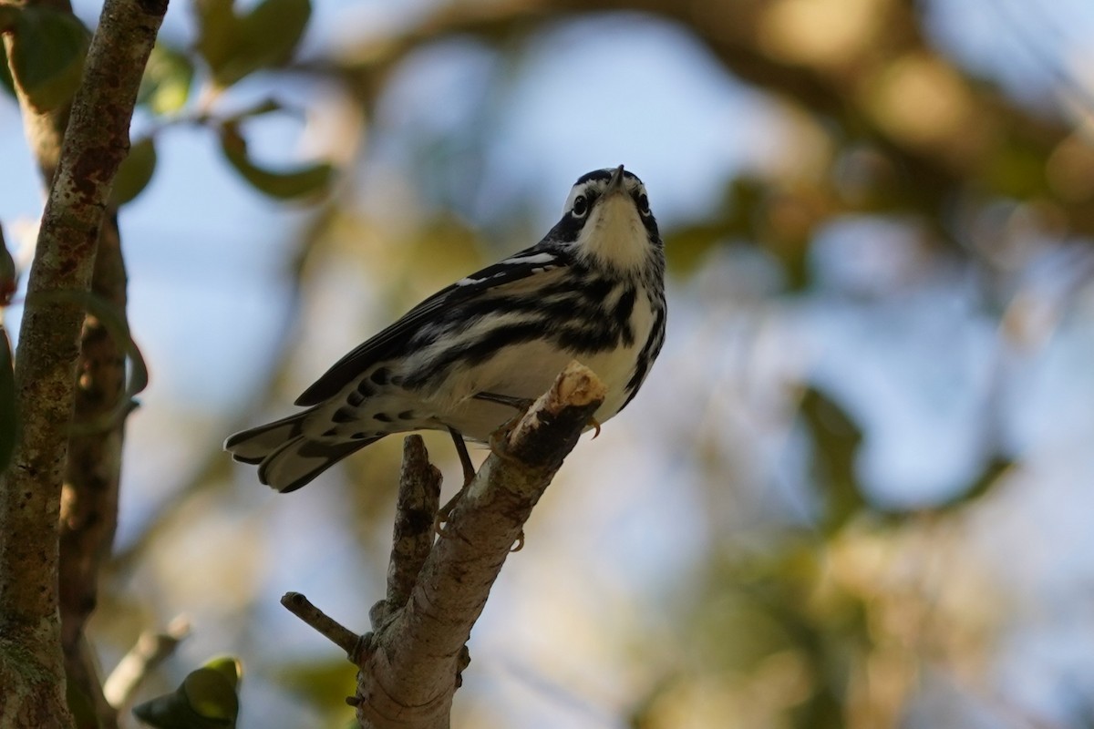 lesňáček černobílý - ML646512280