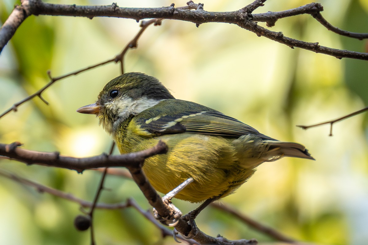 Yellow-bellied Tit - ML646512281