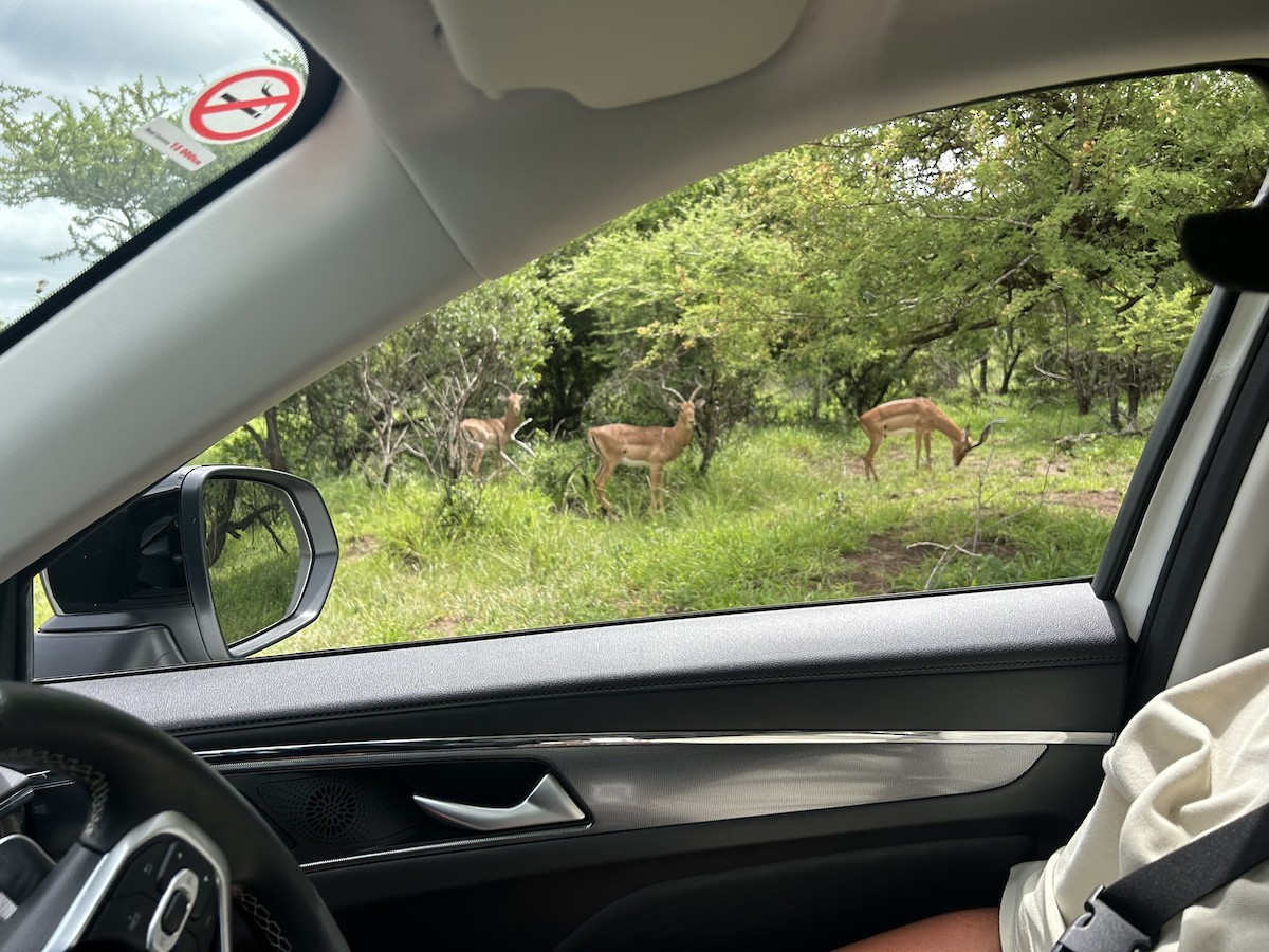 Impala Común - ML646512282