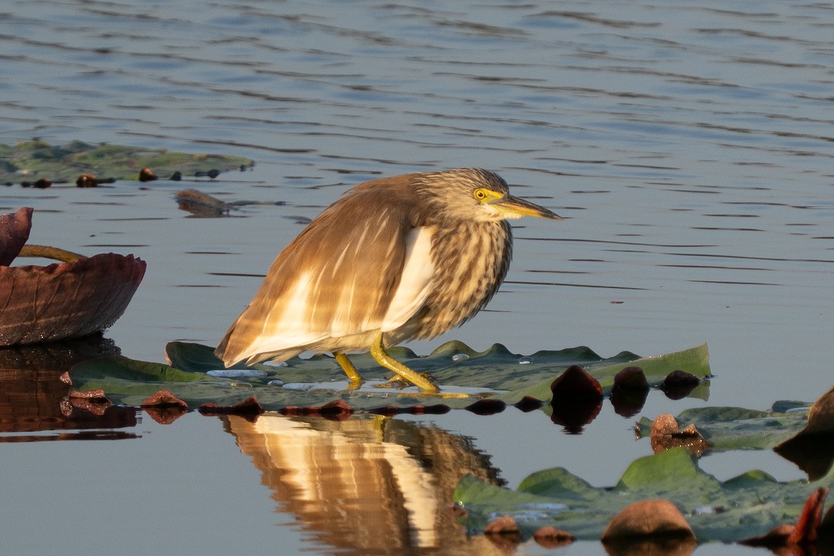 Garcilla China - ML646512284