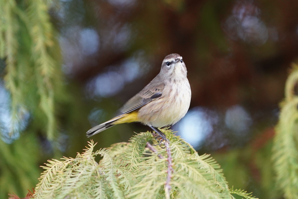 lesňáček bažinný - ML646512285