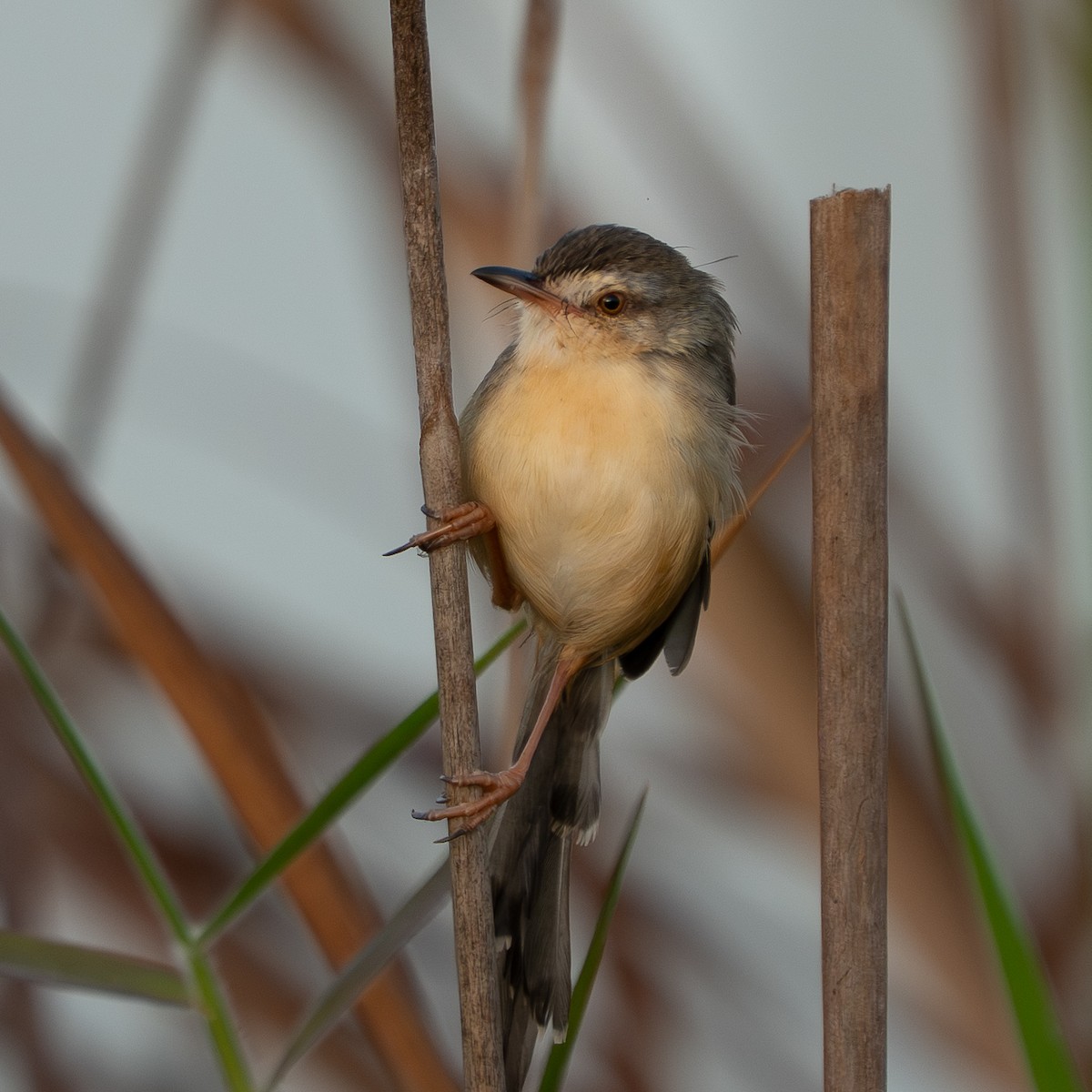 Prinia Sencilla - ML646512286