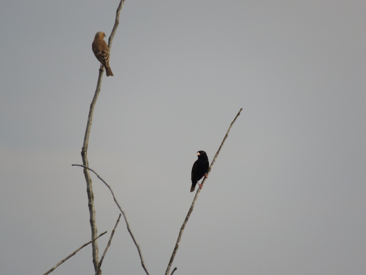 atlásek Wilsonův - ML646512287