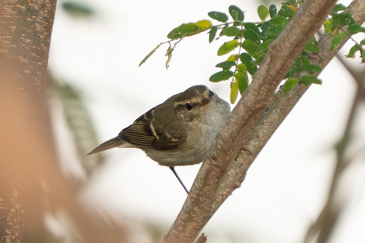 Mosquitero Bilistado - ML646512288