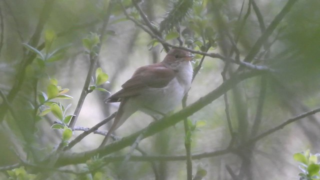 Ruiseñor Común - ML646512289