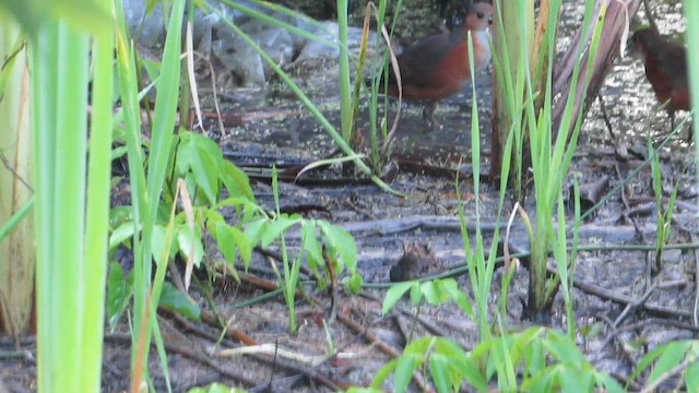 Polluela Venezolana - ML646512290