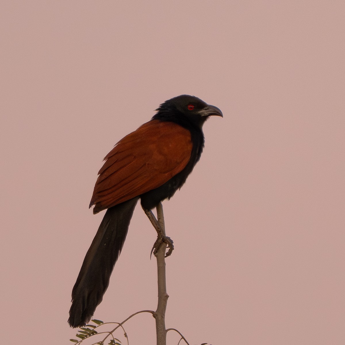 Cucal Chino - ML646512291