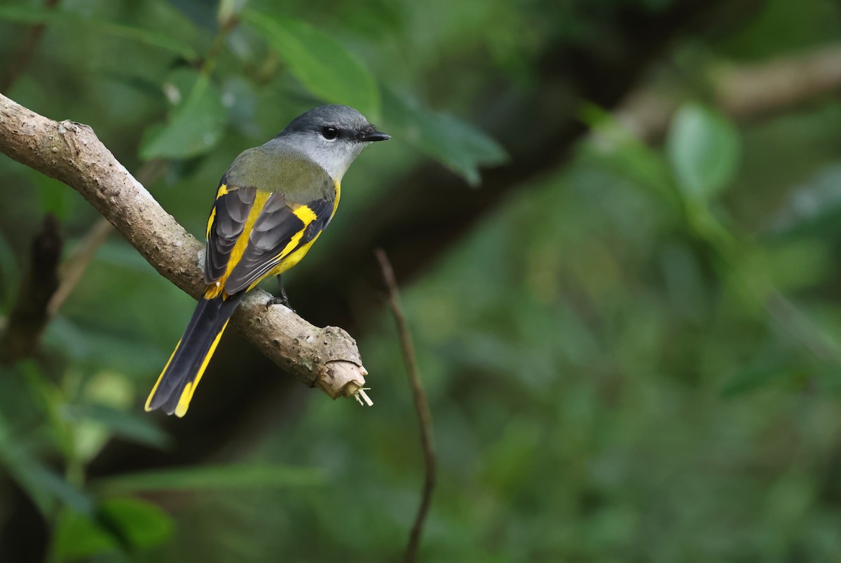 灰喉山椒鳥 - ML646512294