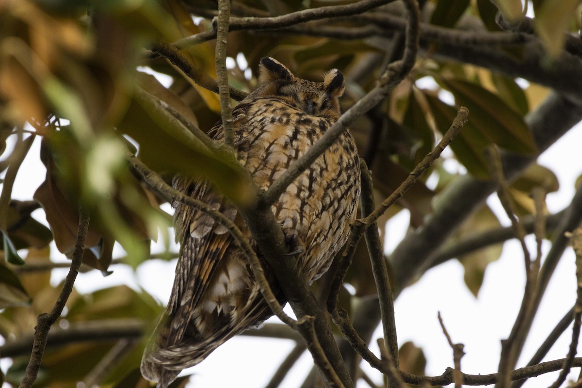 Сова вухата - ML646512304