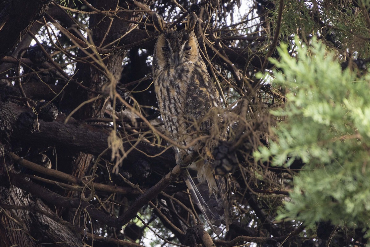 Сова вухата - ML646512306