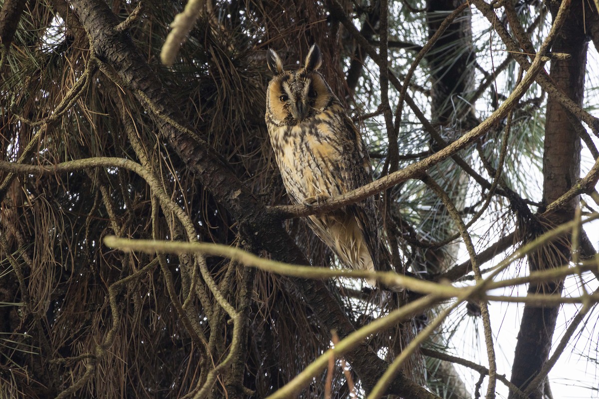 Сова вухата - ML646512307