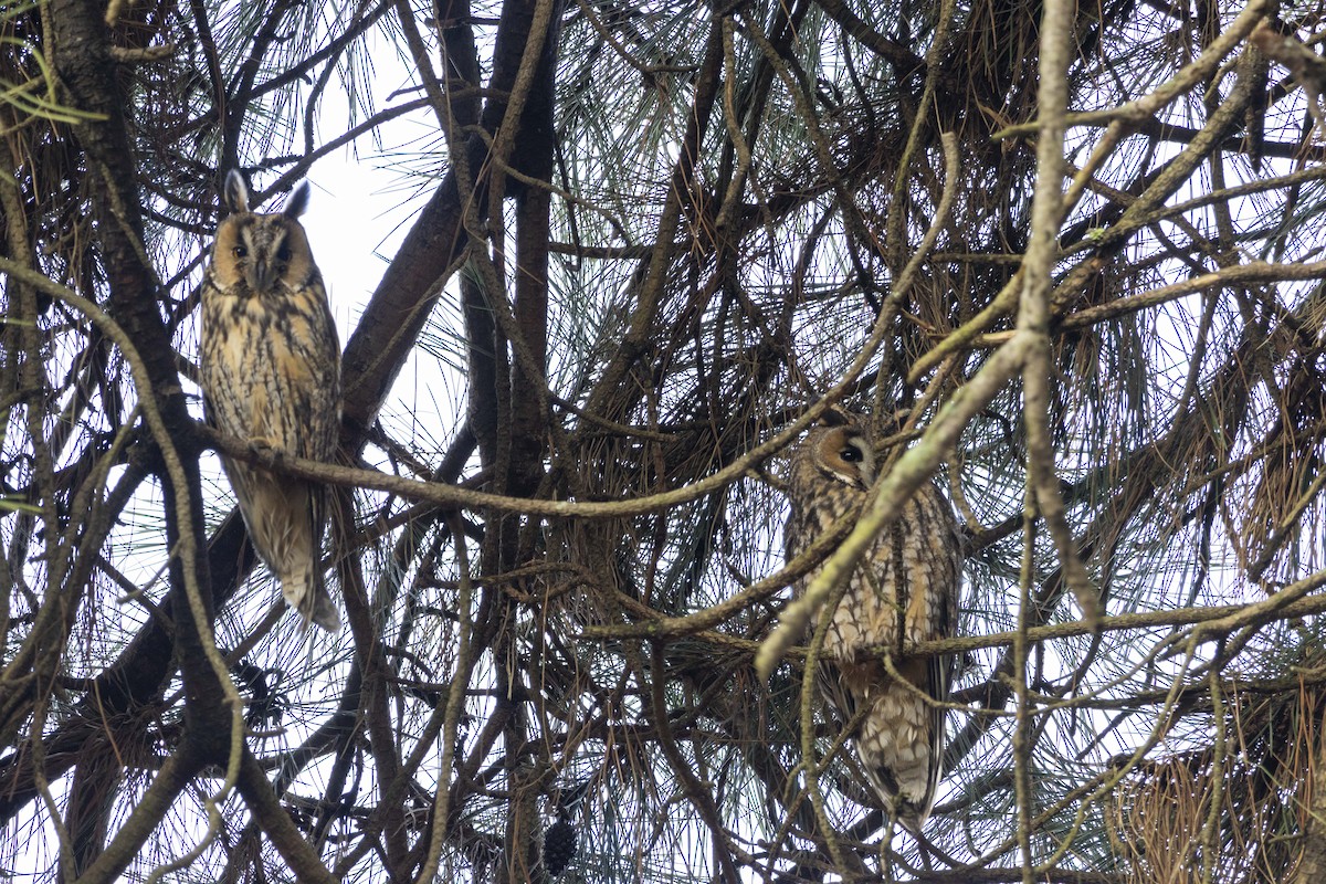 Сова вухата - ML646512308