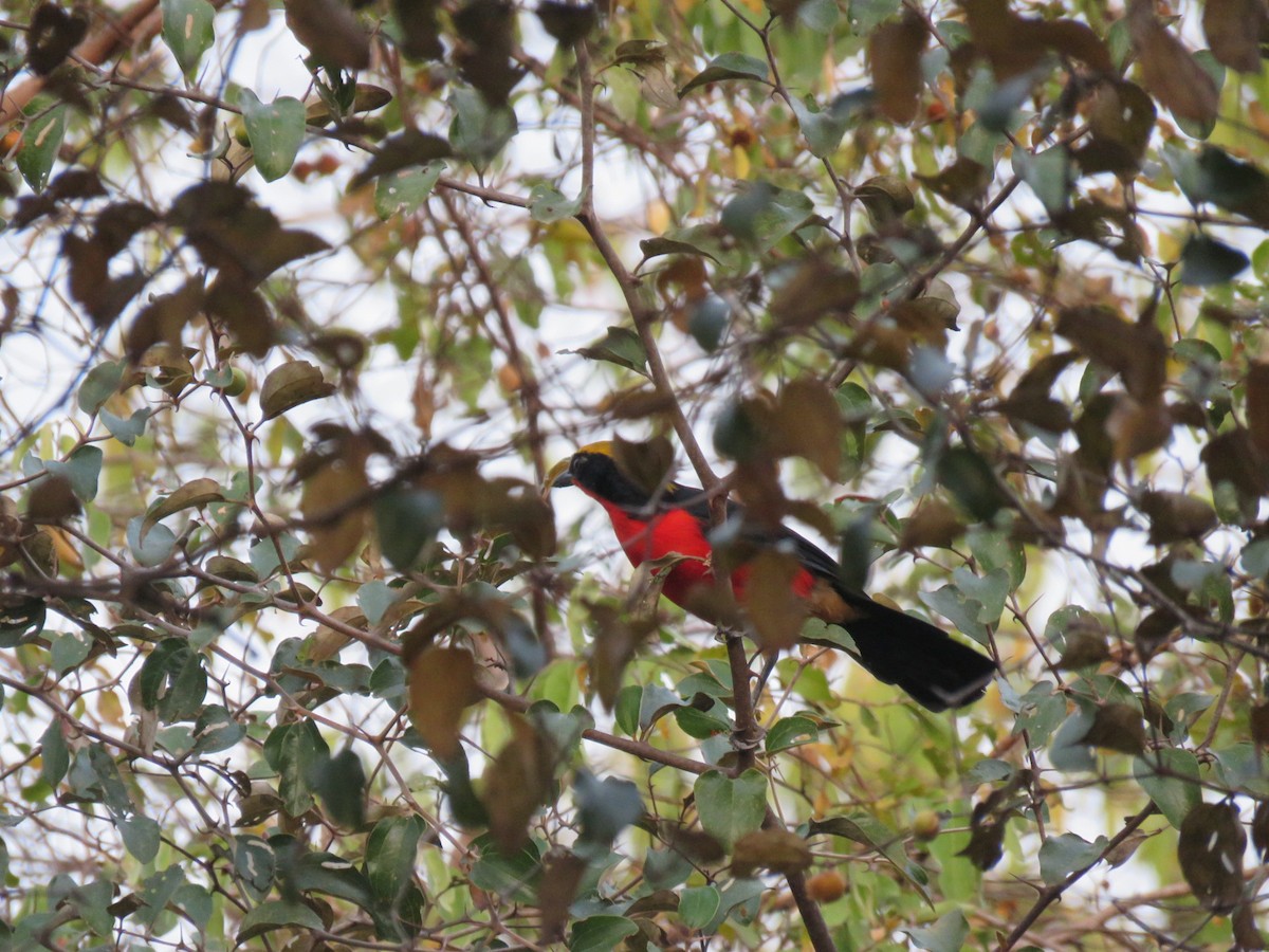 Yellow-crowned Gonolek - ML646512309