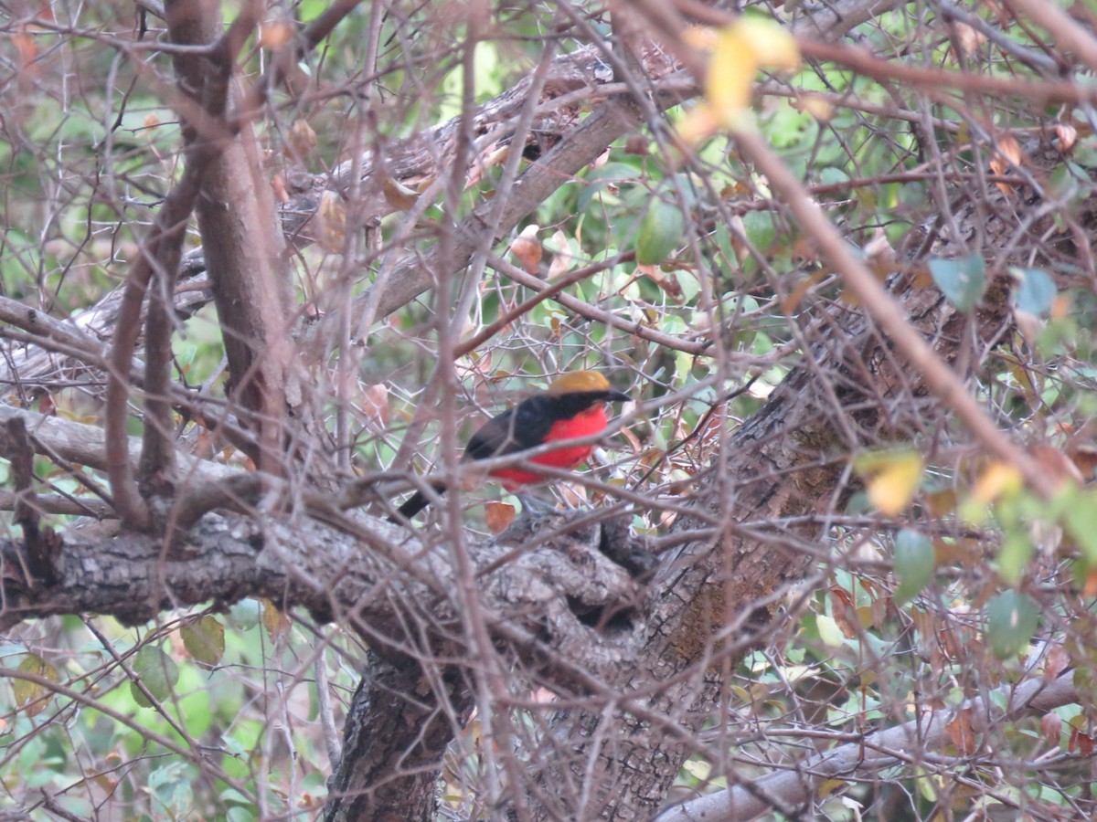 Yellow-crowned Gonolek - ML646512310