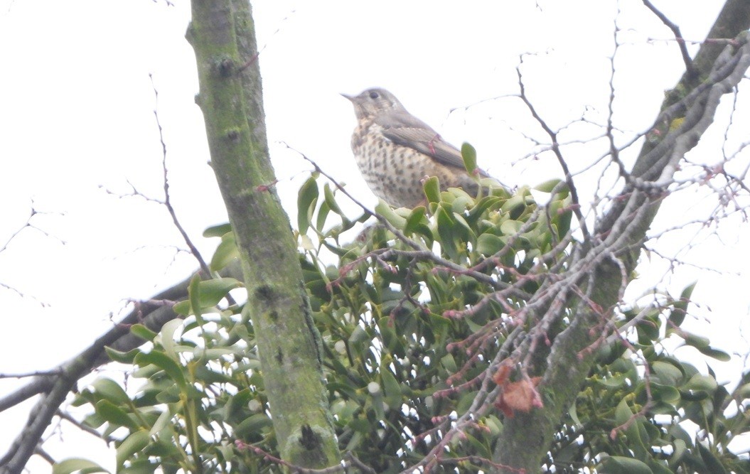 Mistle Thrush - ML646512316