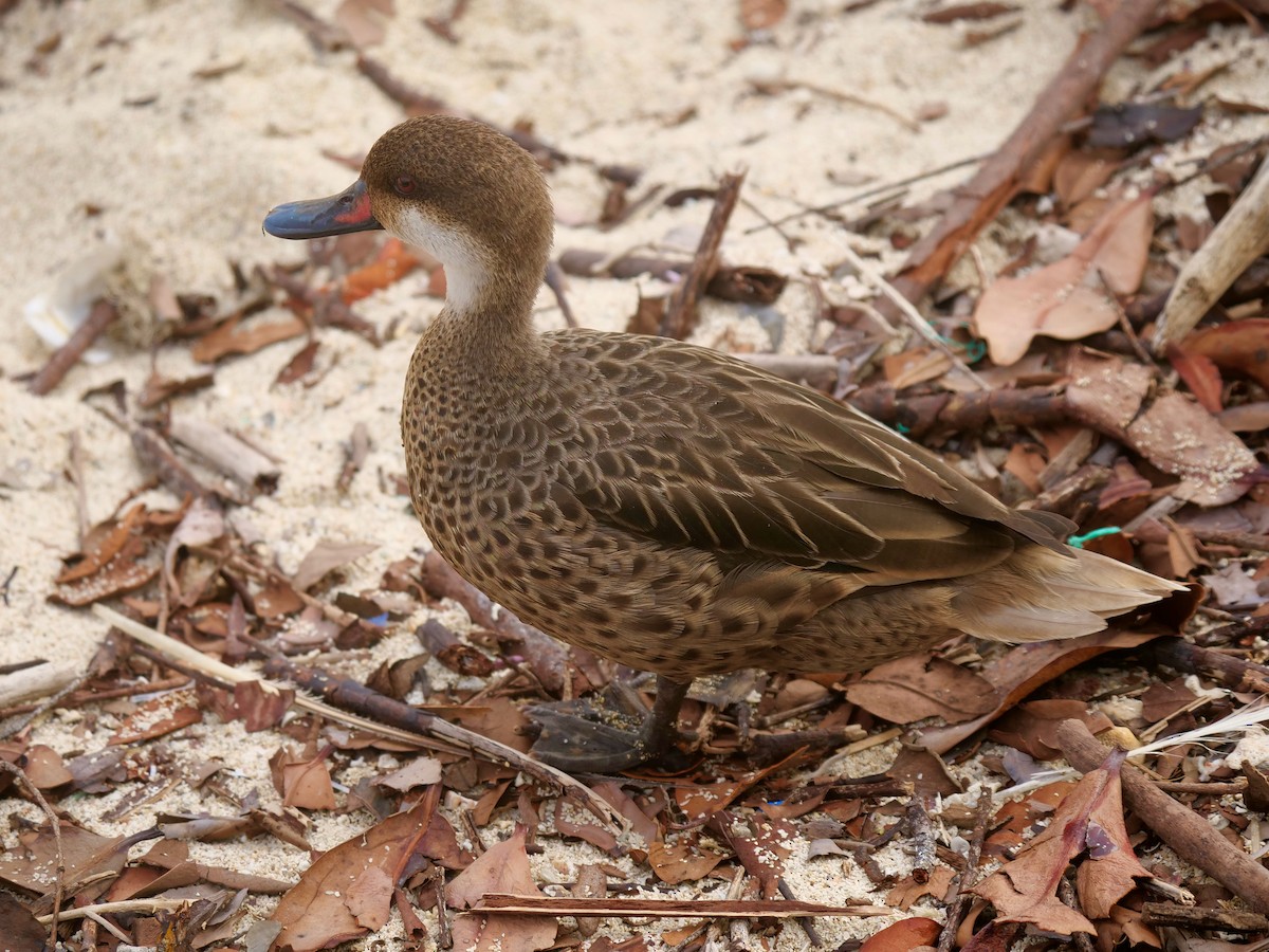 Ánade Gargantillo - ML646512320