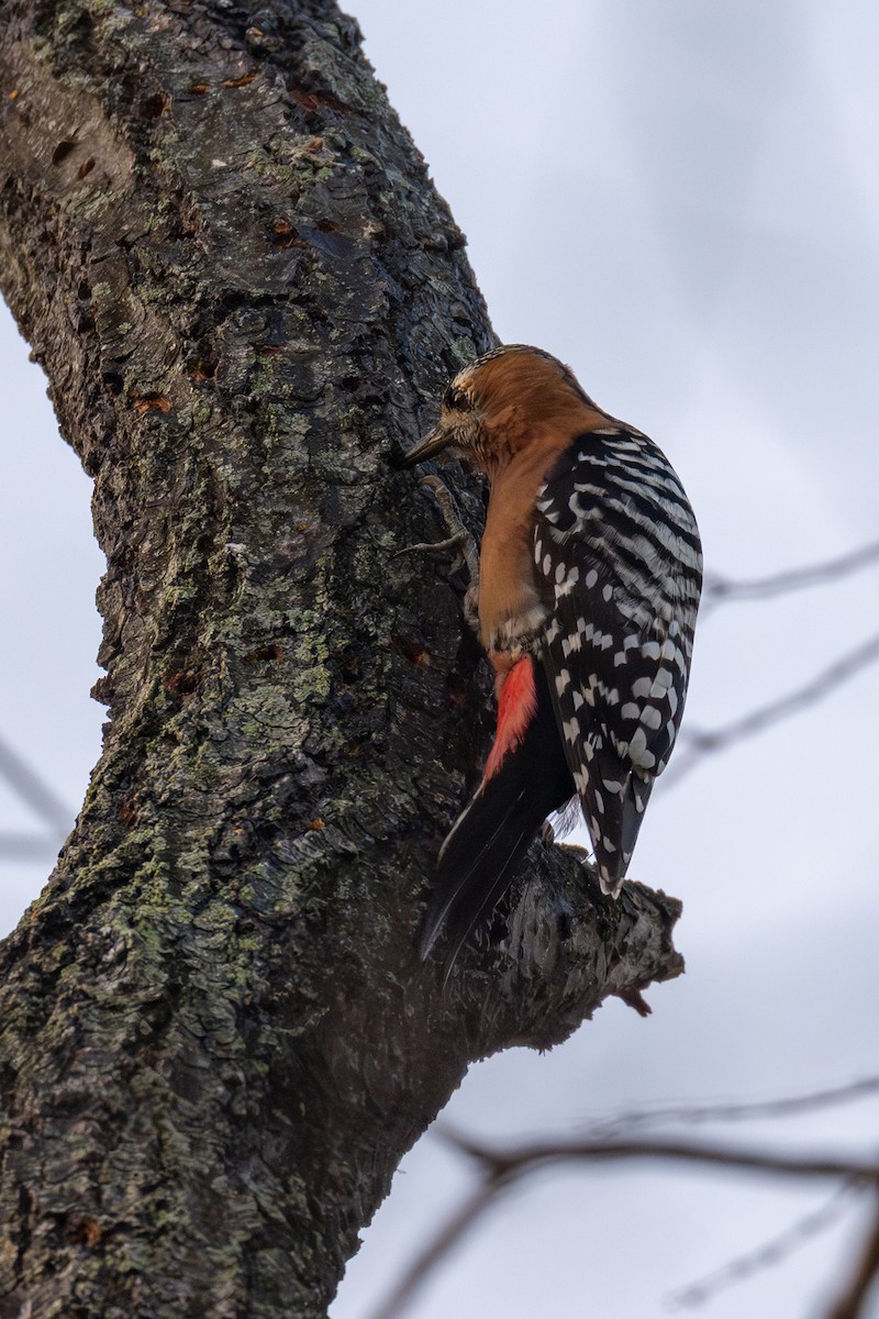 ferskenspett - ML646512321