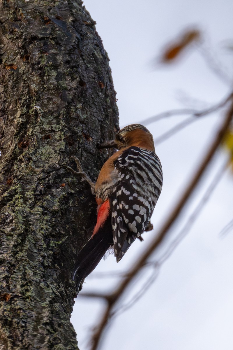 ferskenspett - ML646512322