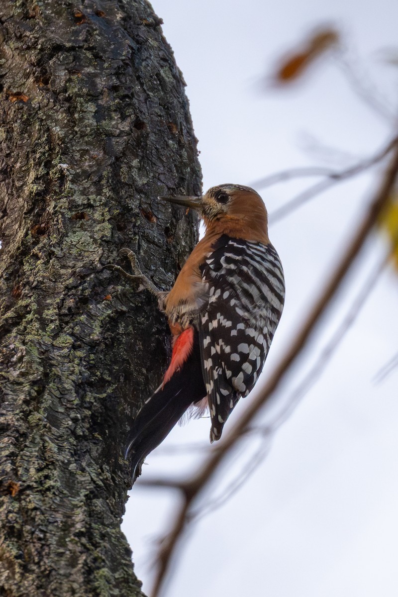 ferskenspett - ML646512323